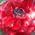 Vörös - Törpe - mini rózsa - Zenta